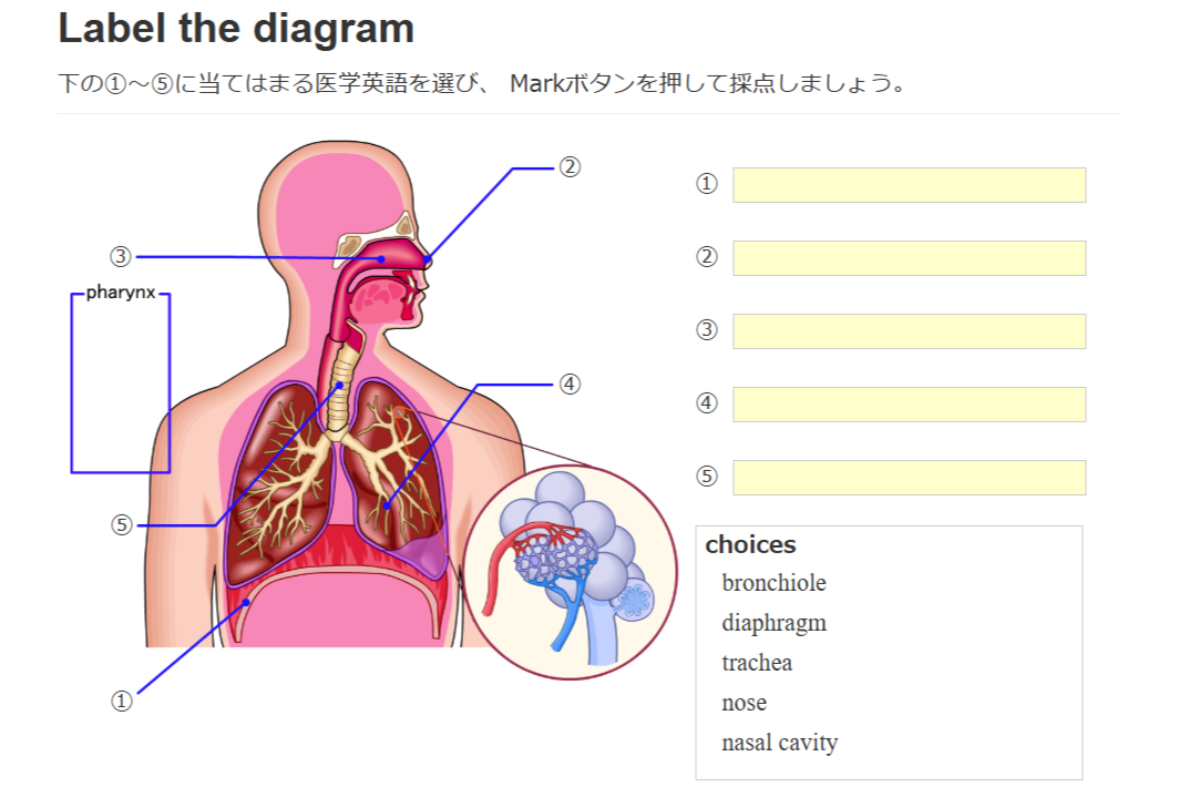医学英語語彙講座 イメージ1